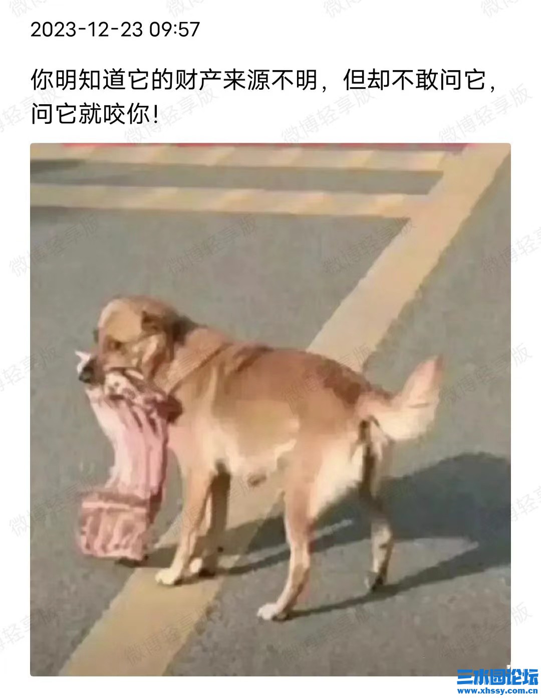 狗.jpg