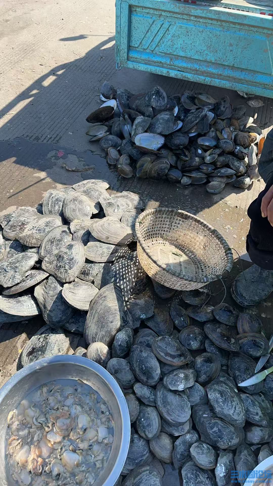 河蚌.jpg